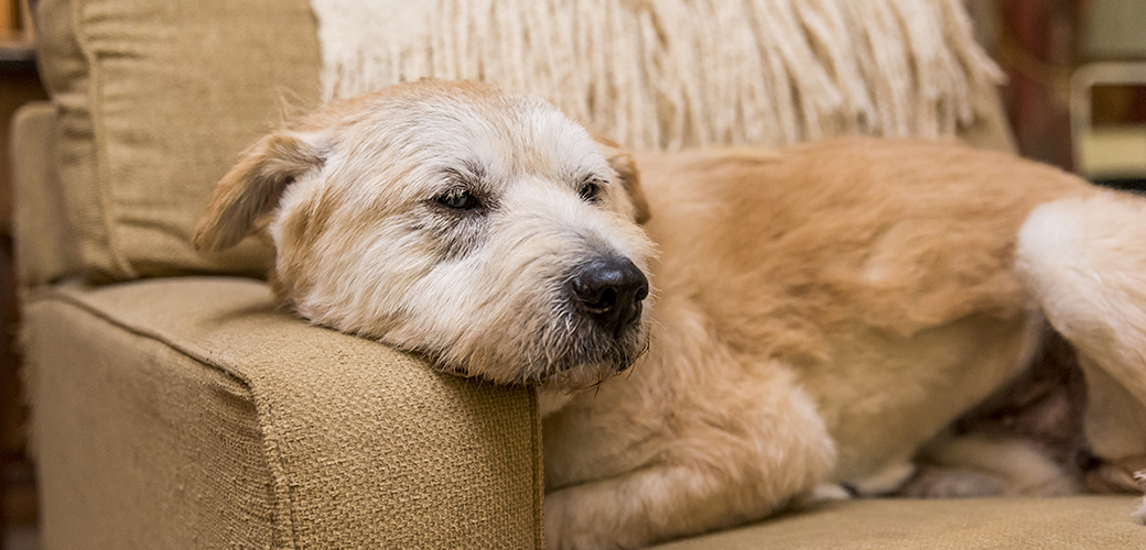 Is Your Older Dog Biting? Here’s How to Address It Without Punishment