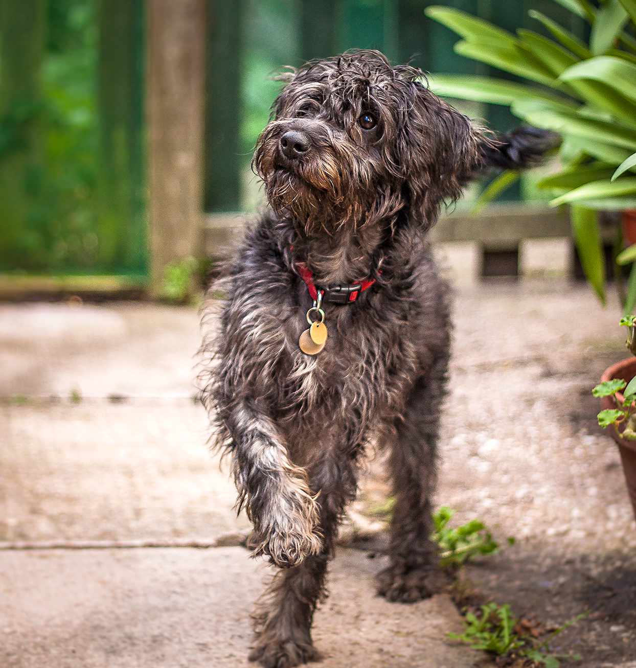 Unveiling the Top Schnauzer Poodle Mix Breeders: Angelas Schnoodles vs. Smeraglia Schnoodles