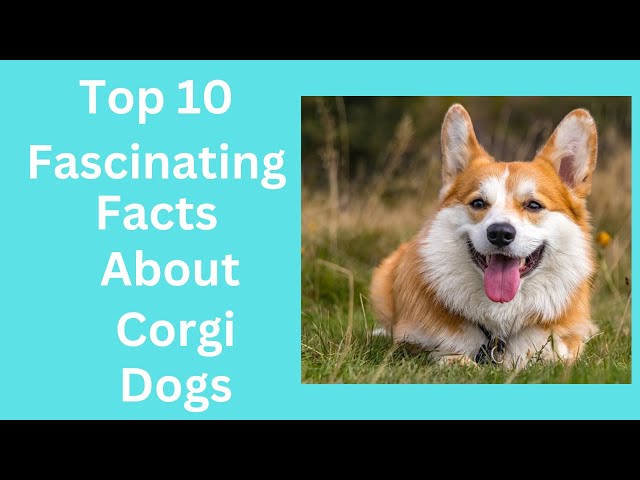 10 Fascinating Facts About Pembroke Welsh Corgis: Why They Make the Perfect Pet 10 Fascinating Facts About Pembroke Welsh Corgis: Why They Make the Perfect Pet