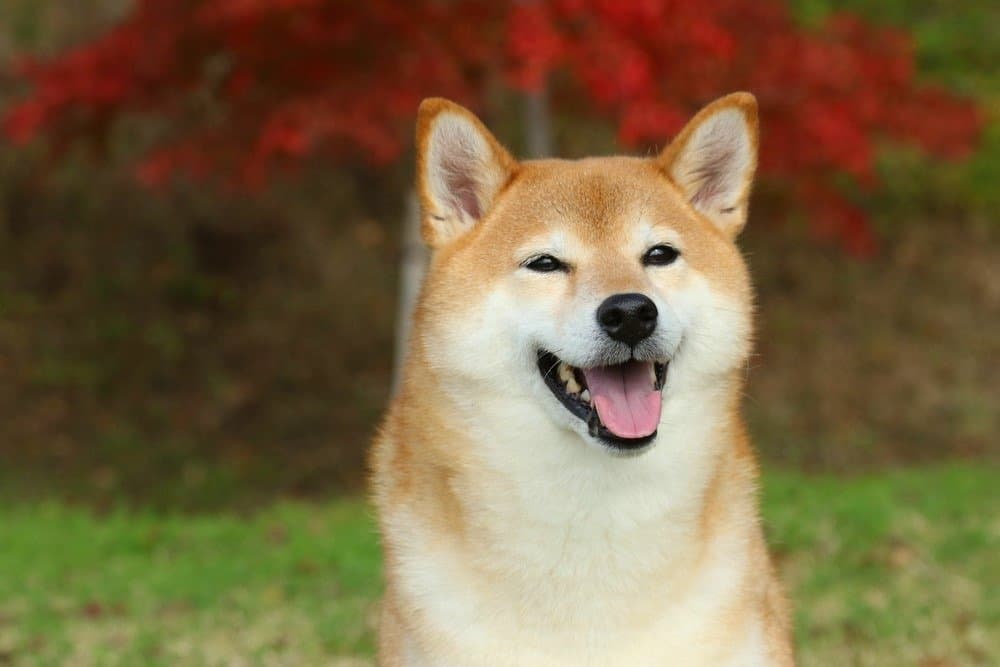 Discover the Shiba Inu: Japan's Oldest and Smallest Dog Breed Discover the Shiba Inu: Japan's Oldest and Smallest Dog Breed