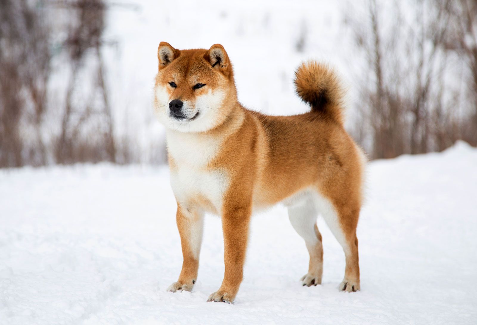 Discover the Shiba Inu: Japan's Oldest and Smallest Dog Breed Discover the Shiba Inu: Japan's Oldest and Smallest Dog Breed