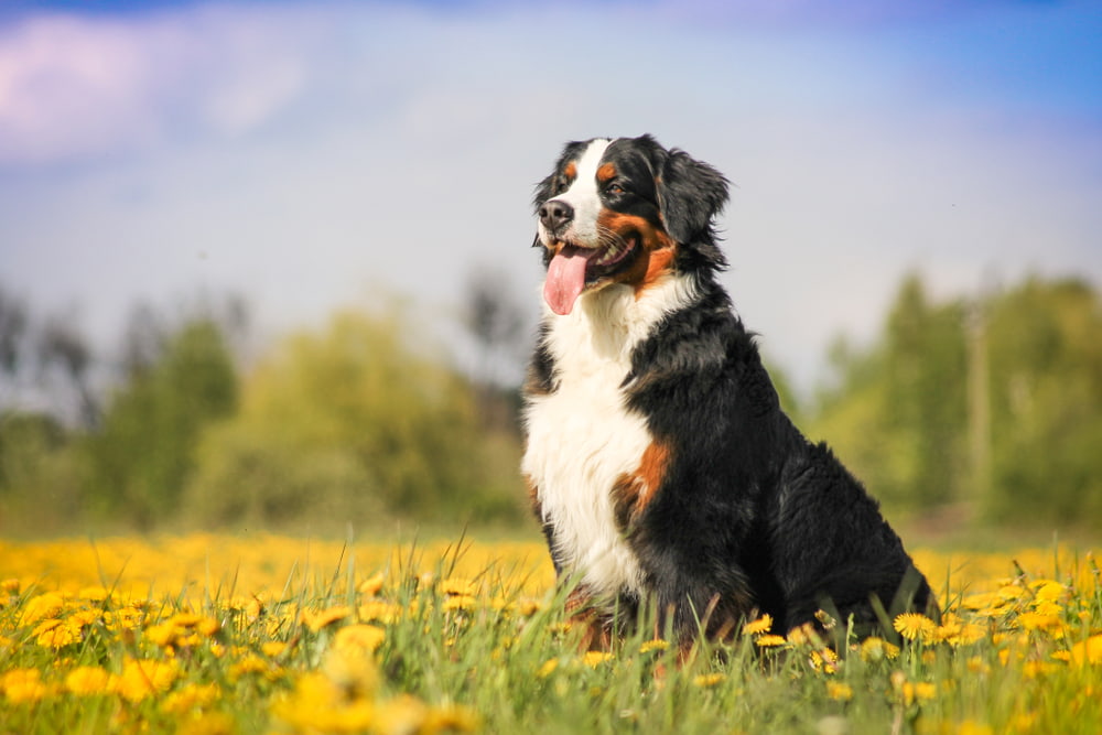 Unraveling the Gentle Giant: Inside the Temperament of the Bernese Mountain Dog Unraveling the Gentle Giant: Inside the Temperament of the Bernese Mountain Dog