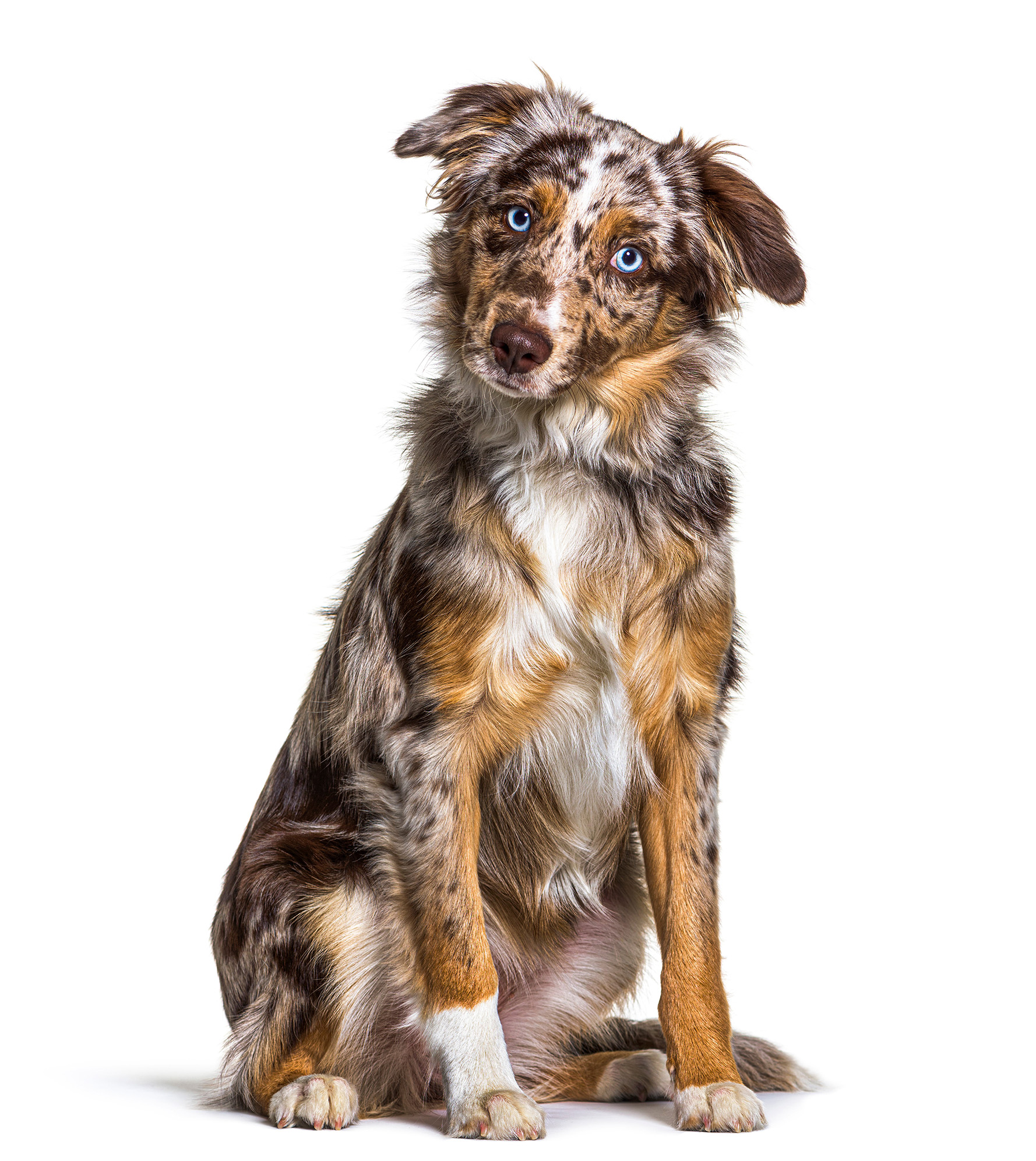 Unlocking the Charms of Miniature American Shepherds: A Complete Guide Unlocking the Charms of Miniature American Shepherds: A Complete Guide