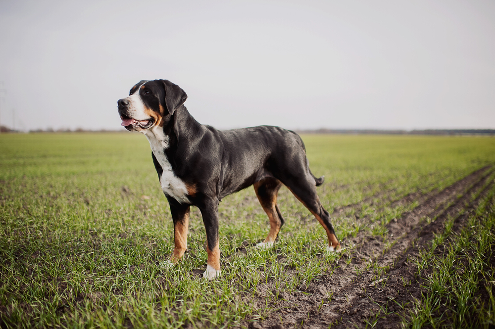 Unveiling the Strength: Why Greater Swiss Mountain Dogs Are an Ideal Companion Unveiling the Strength: Why Greater Swiss Mountain Dogs Are an Ideal Companion