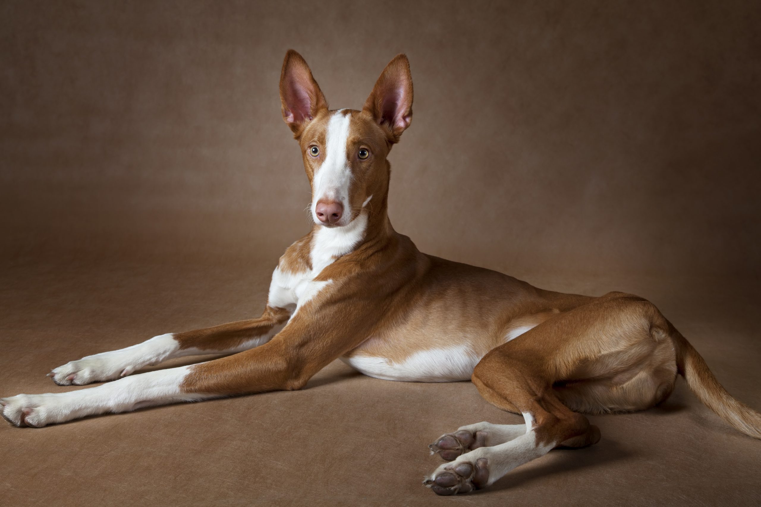Unleashing the Elegance: Discovering the Ibizan Hound Breed Traits Unleashing the Elegance: Discovering the Ibizan Hound Breed Traits