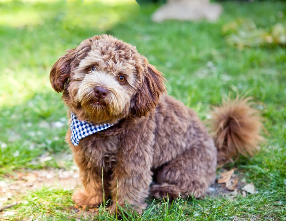 Unveiling the Top Schnauzer Poodle Mix Breeders: Angelas Schnoodles vs. Smeraglia Schnoodles