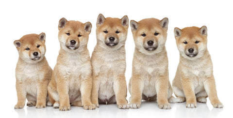 Discover the Shiba Inu: Japan's Oldest and Smallest Dog Breed Discover the Shiba Inu: Japan's Oldest and Smallest Dog Breed