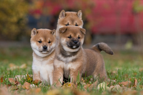 Discover the Shiba Inu: Japan's Oldest and Smallest Dog Breed Discover the Shiba Inu: Japan's Oldest and Smallest Dog Breed