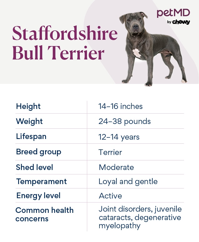 The Ultimate Guide to Finding the Perfect Blue Staffordshire Bull Terrier Puppy The Ultimate Guide to Finding the Perfect Blue Staffordshire Bull Terrier Puppy