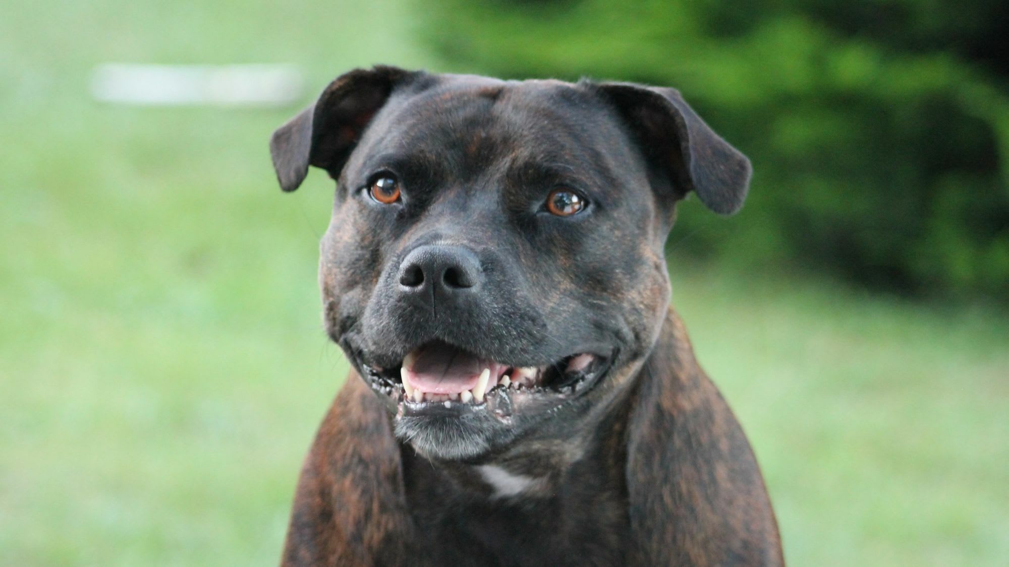 Top Tips for Finding Reputable American Bull Terrier Breeders Top Tips for Finding Reputable American Bull Terrier Breeders