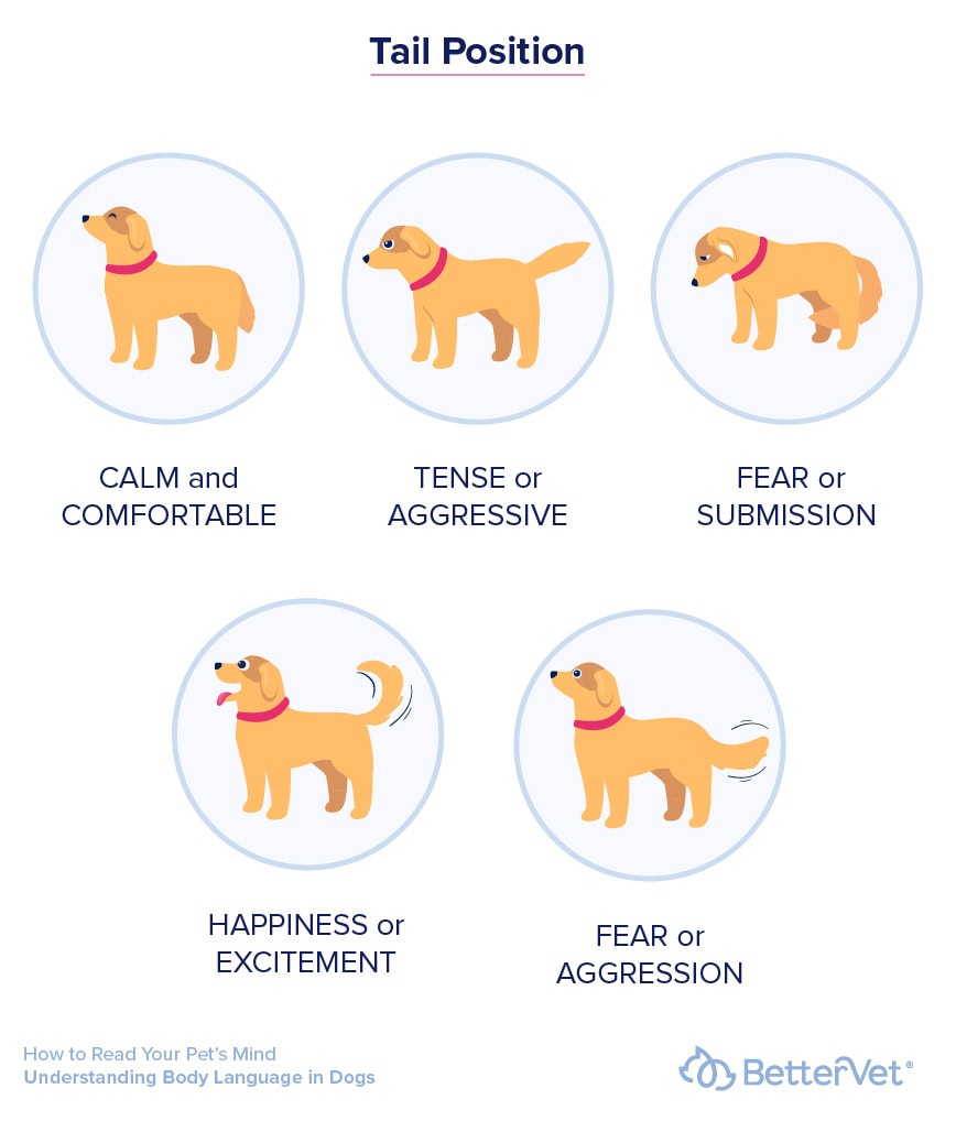 Tail Talk: What Your Dog’s Wagging Tail is Really Saying