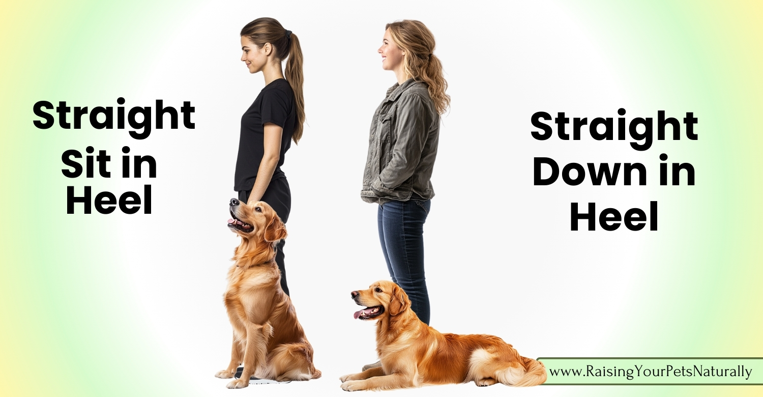 From Sit to Stand: Teaching Your Dog the Command Stance