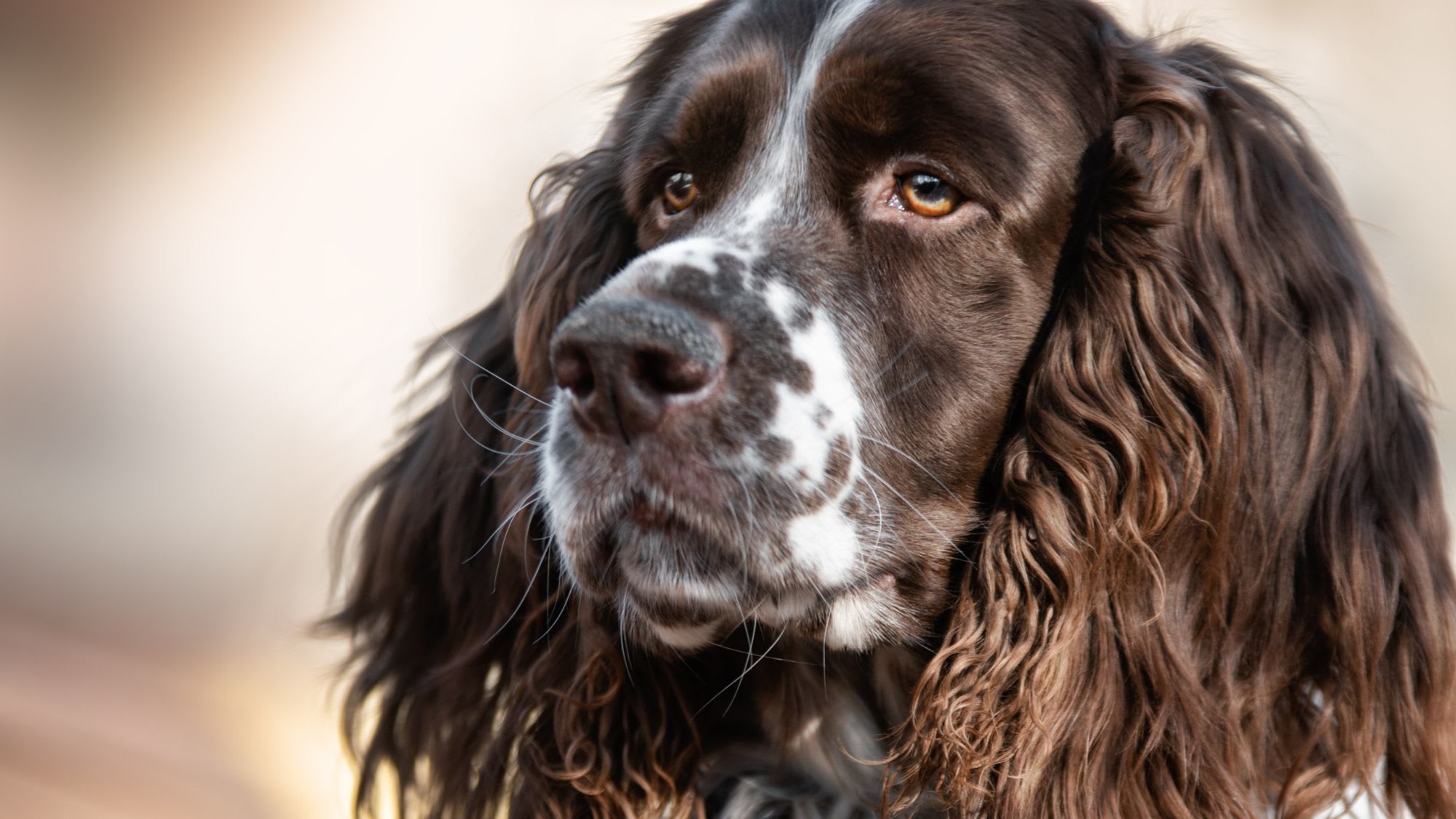 Unveiling the Enchanting World of the English Springer Spaniel Unveiling the Enchanting World of the English Springer Spaniel