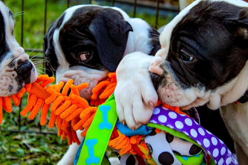 Meet the Alapaha Blue Blood Bulldog: The Ultimate Guard Dog and Loyal Companion - Famous Alapaha Blue Blood Bulldogs