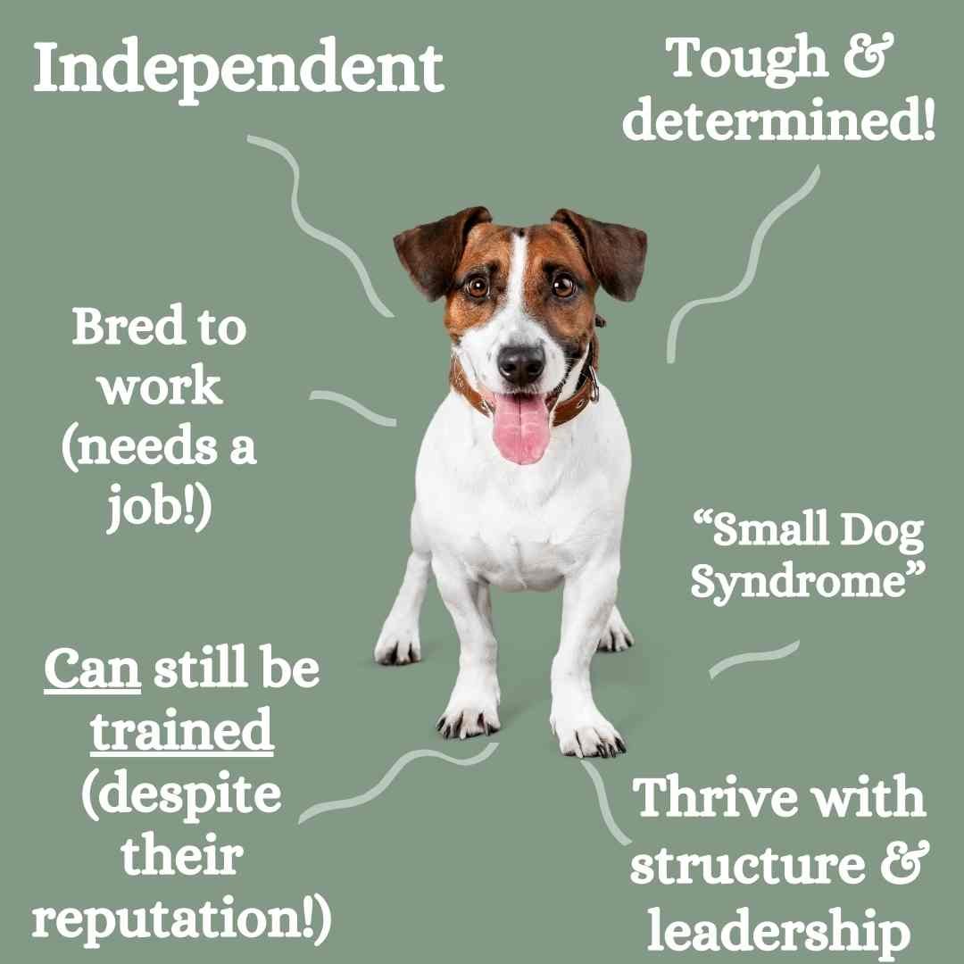 Understanding the Spirited Nature of Jack Russell Terriers: A Deep Dive into Their Temperament Understanding the Spirited Nature of Jack Russell Terriers: A Deep Dive into Their Temperament