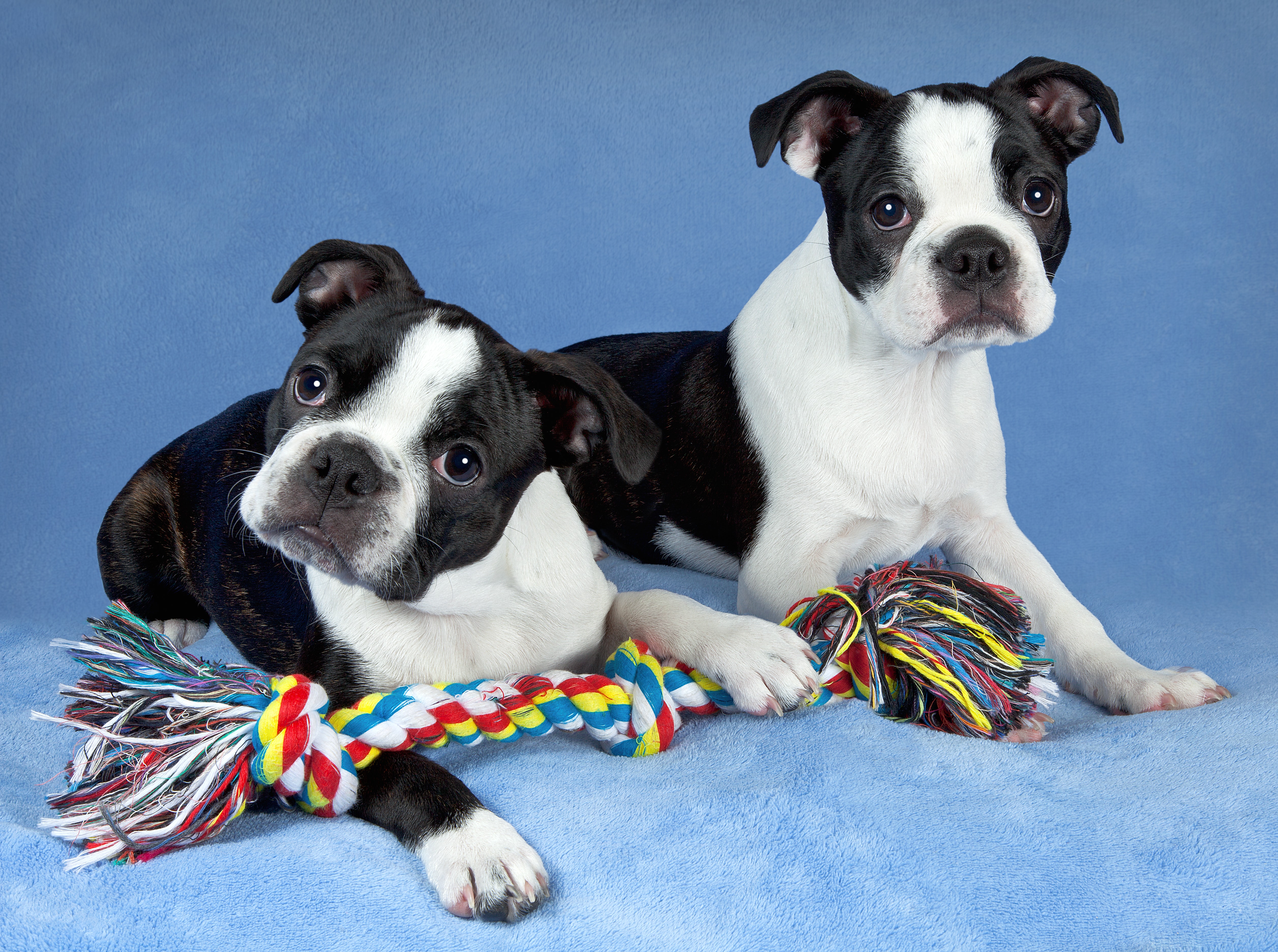 Bringing Home a Ball of Joy: Boston Terrier Puppies Available in Massachusetts Bringing Home a Ball of Joy: Boston Terrier Puppies Available in Massachusetts