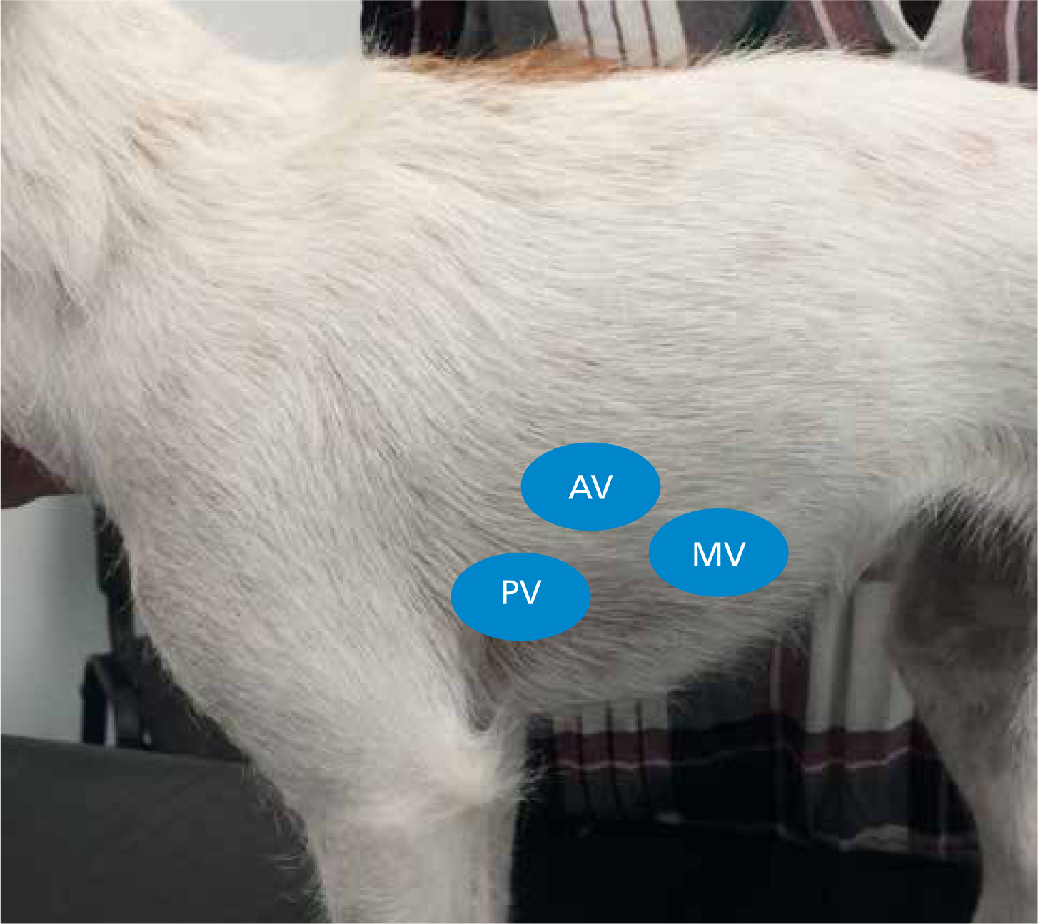 Decoding Heart Murmurs in Puppies: What Every Pet Owner Should Know Decoding Heart Murmurs in Puppies: What Every Pet Owner Should Know