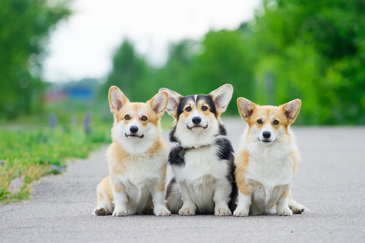 10 Fascinating Facts About Pembroke Welsh Corgis: Why They Make the Perfect Pet 10 Fascinating Facts About Pembroke Welsh Corgis: Why They Make the Perfect Pet