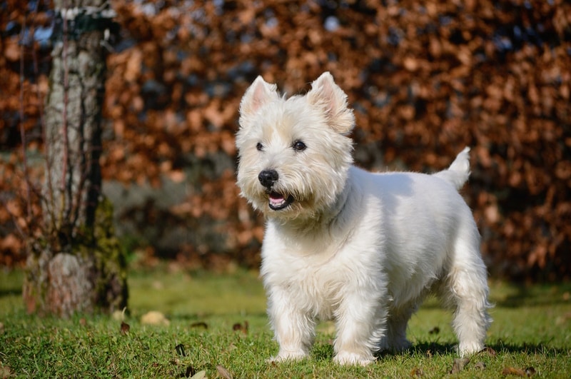 The Adorable West Highland White Terrier: Your Ultimate Guide to This Charming Breed The Adorable West Highland White Terrier: Your Ultimate Guide to This Charming Breed