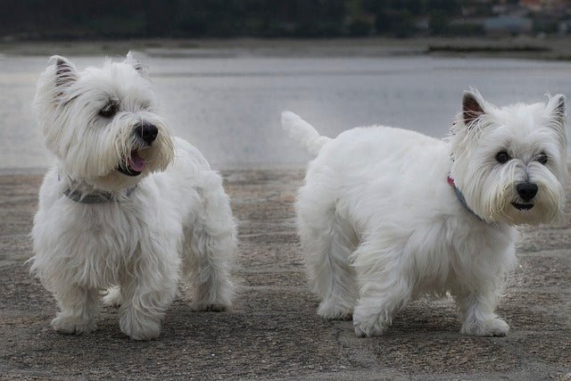 Your Guide to Finding the Perfect White Highland Terrier Puppy Your Guide to Finding the Perfect White Highland Terrier Puppy