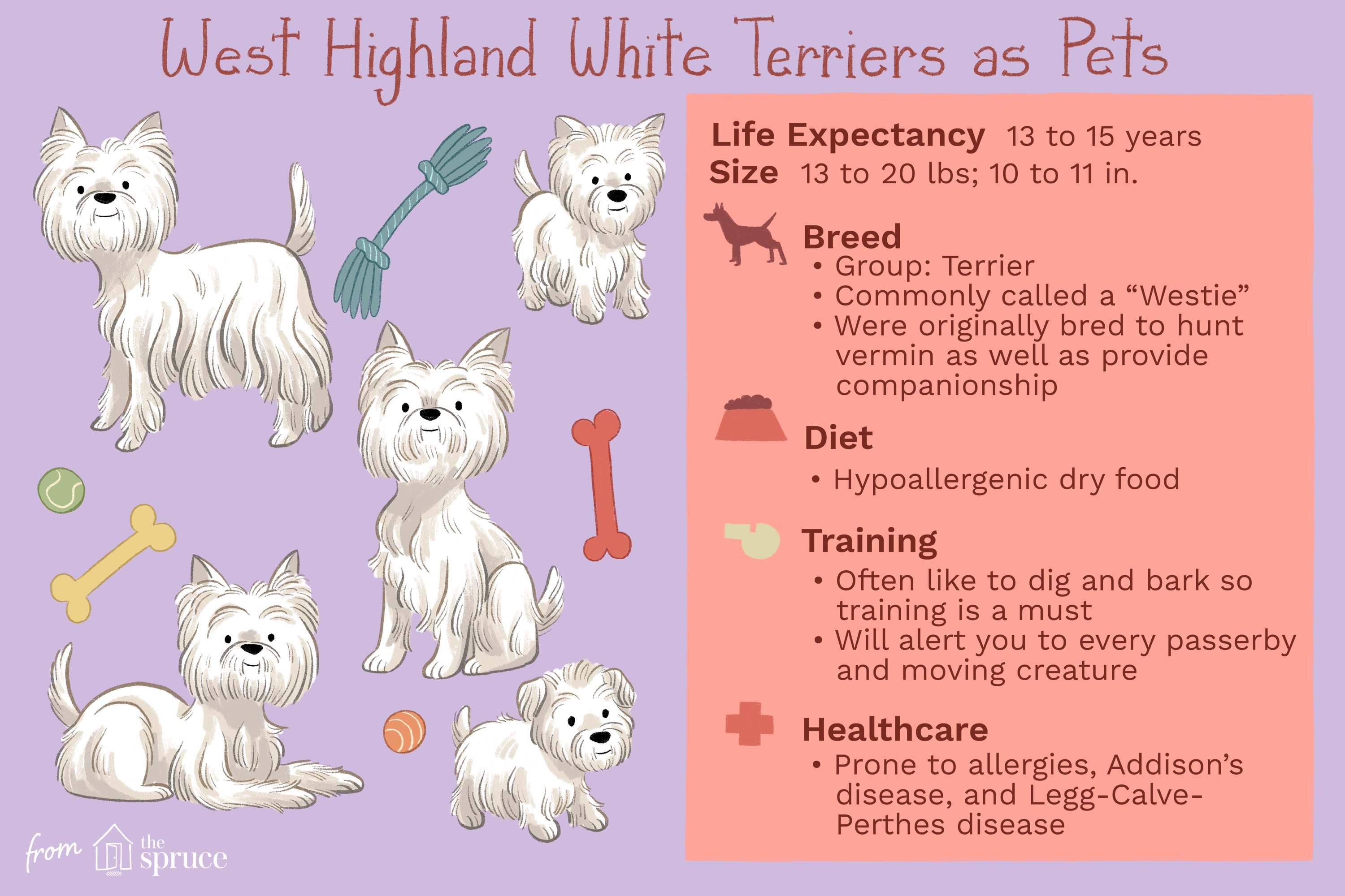 The Adorable West Highland White Terrier: Your Ultimate Guide to This Charming Breed The Adorable West Highland White Terrier: Your Ultimate Guide to This Charming Breed