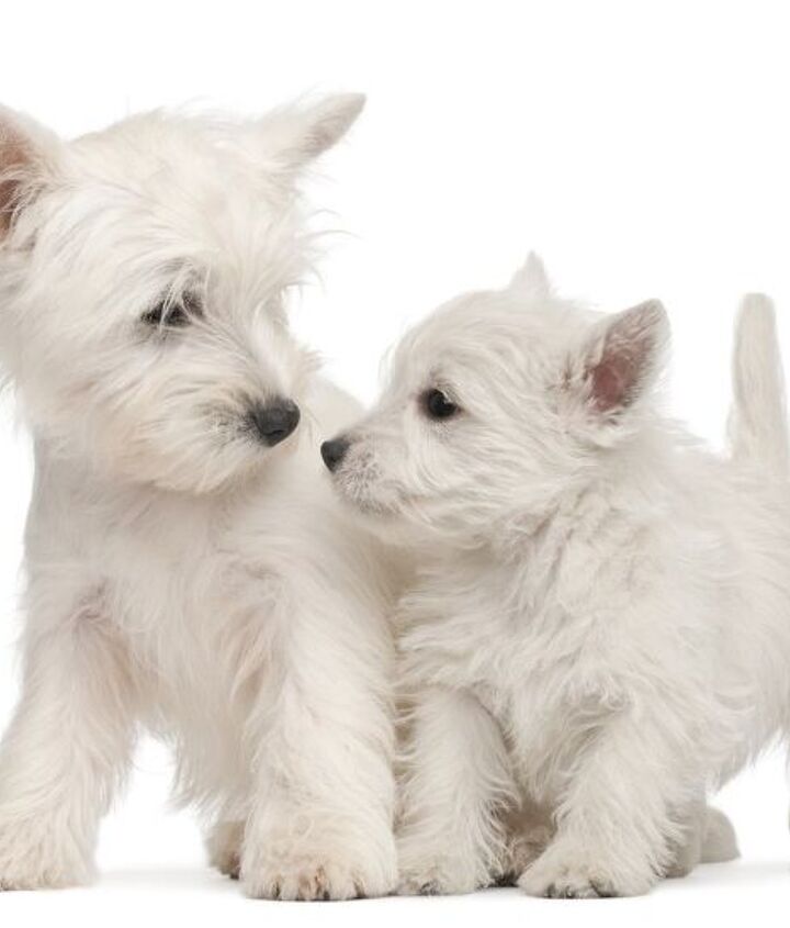 Your Guide to Finding the Perfect White Highland Terrier Puppy Your Guide to Finding the Perfect White Highland Terrier Puppy