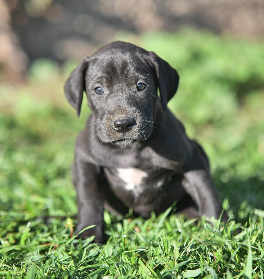 Your Ultimate Guide to Finding Great Dane Puppies for Sale Your Ultimate Guide to Finding Great Dane Puppies for Sale