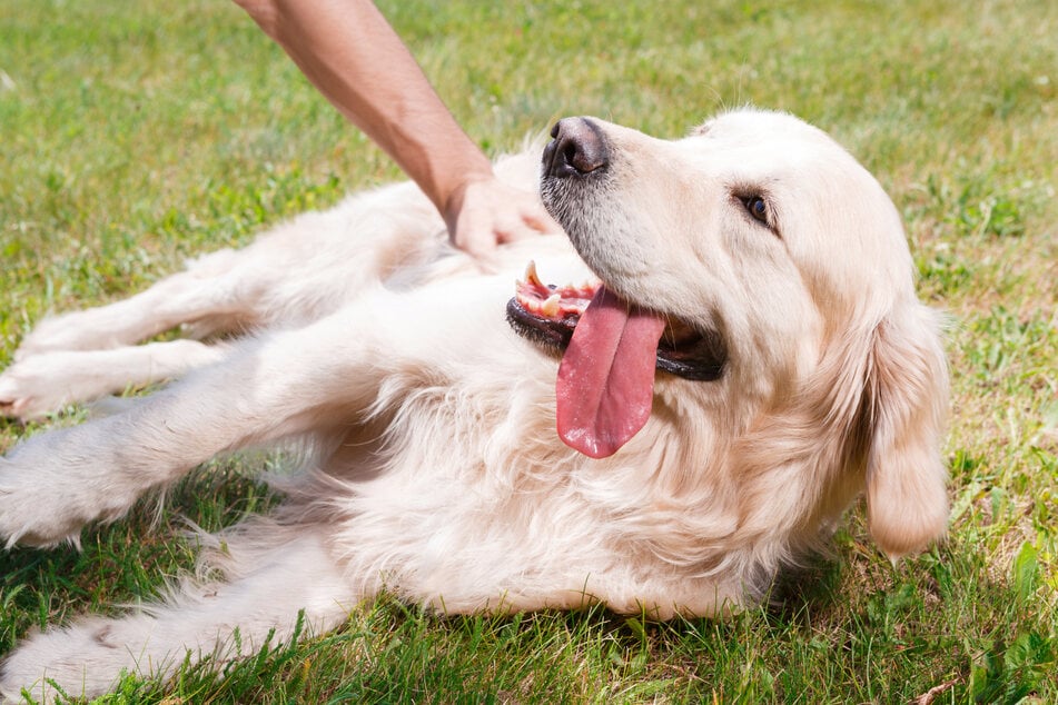 Unraveling the Truth: Do Dogs Actually Enjoy Being Petted? - The Science Behind Petting