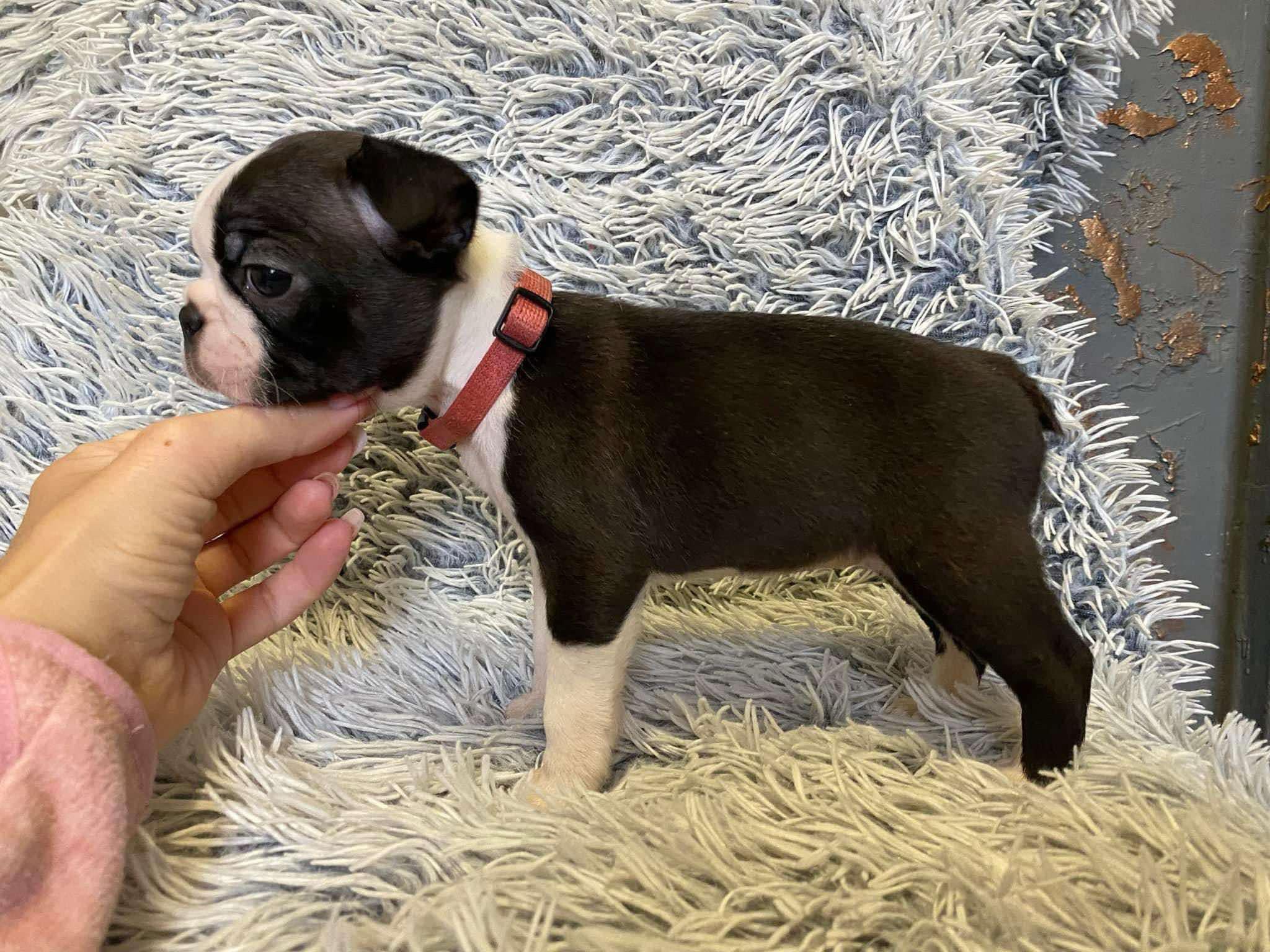 Bringing Home a Ball of Joy: Boston Terrier Puppies Available in Massachusetts Bringing Home a Ball of Joy: Boston Terrier Puppies Available in Massachusetts
